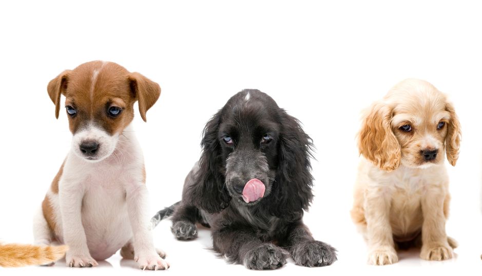 ATENCIÓN: Los propietarios de perros están obligados a contratar un seguro de responsabilidad civil