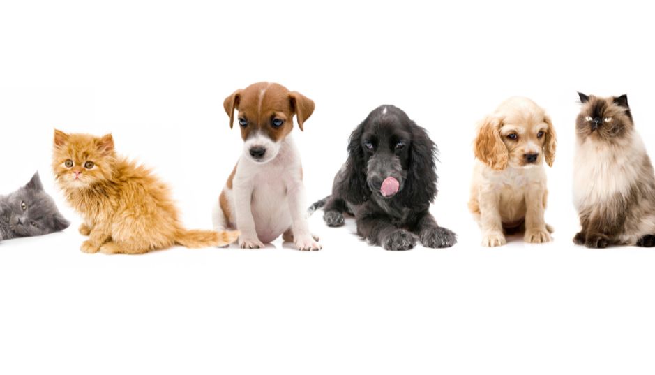 Los veterinarios recomiendan que las mascotas cuenten con un seguro de salud
