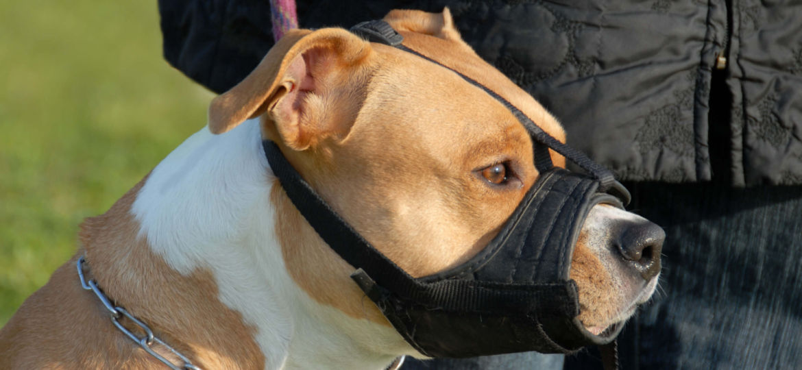 seguro-para-perros-peligrosos-rosillohnos